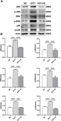 Network pharmacology-based exploration identified the antiviral efficacy of Quercetin isolated from mulberry leaves against enterovirus 71 via the NF-κB signaling pathway
